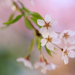 SAKURA