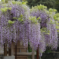 季節の花