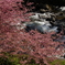 河津の桜