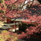 梅が咲く久能山東照宮の裏庭