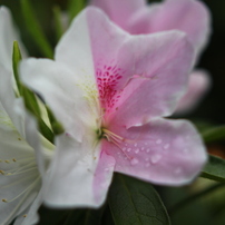 遊歩道の花６