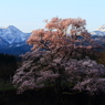 向野の桜④