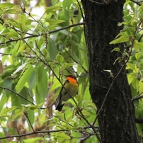 身近にいる野鳥達　その2