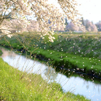 春は桜