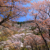 2014年桜