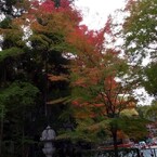 京都・永観堂の紅葉