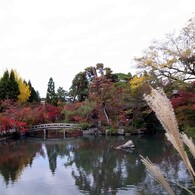 京都・永観堂の紅葉