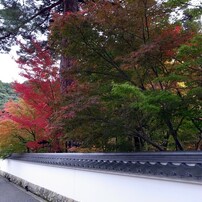 京都・永観堂の紅葉