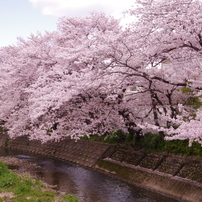 姫路城周辺の桜(2014/4/5)