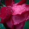 Wet rose