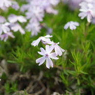 近所の芝桜1