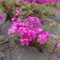 近所の芝桜5