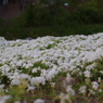 近所の芝桜7