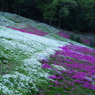 近所の芝桜10