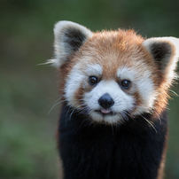 red panda