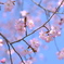 草津温泉の高嶺桜