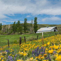 Balsamroot とルピナスの丘 #2