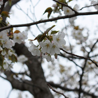 大島桜