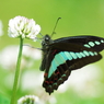 Graphium sarpedon