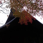 雨の平林寺
