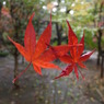 雨の平林寺