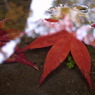 雨の平林寺