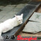 上海街道的猫