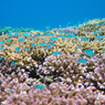 coral reef