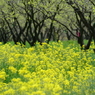 奈義町（岡山県）の菜の花畑（七）