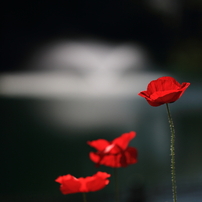 春の花祭り