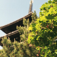 新緑と法隆寺五重塔