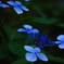 青の紫陽花