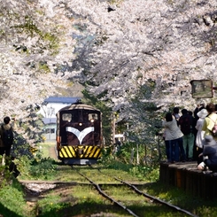 2014年　　　桜祭り9