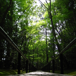 高桐院　参道