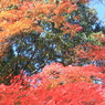 神峯山寺　紅葉