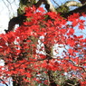 神峯山寺　紅葉