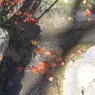水中の紅葉