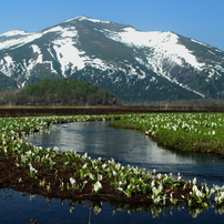 尾瀬ヶ原　水芭蕉の巻き