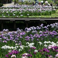 吹上 花しょうぶ まつり