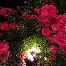 Rose last　-　IMG_2926