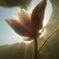 water lily