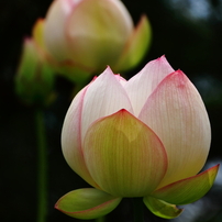 天上の花「蓮」　２０１４