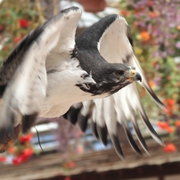 富士花鳥園　（ヨゲンノスリ編）