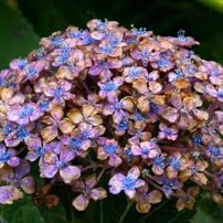 庭の花たち