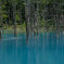 　青い池
