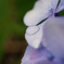 紫陽花〔雨上がりの朝）