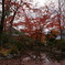 紅葉散る池