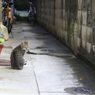 オマエもこっちに来るニャンか？