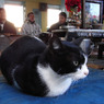 CAT in TEMPLE