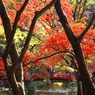 小国神社紅葉